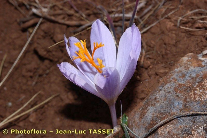 Crocus salzmannii flower