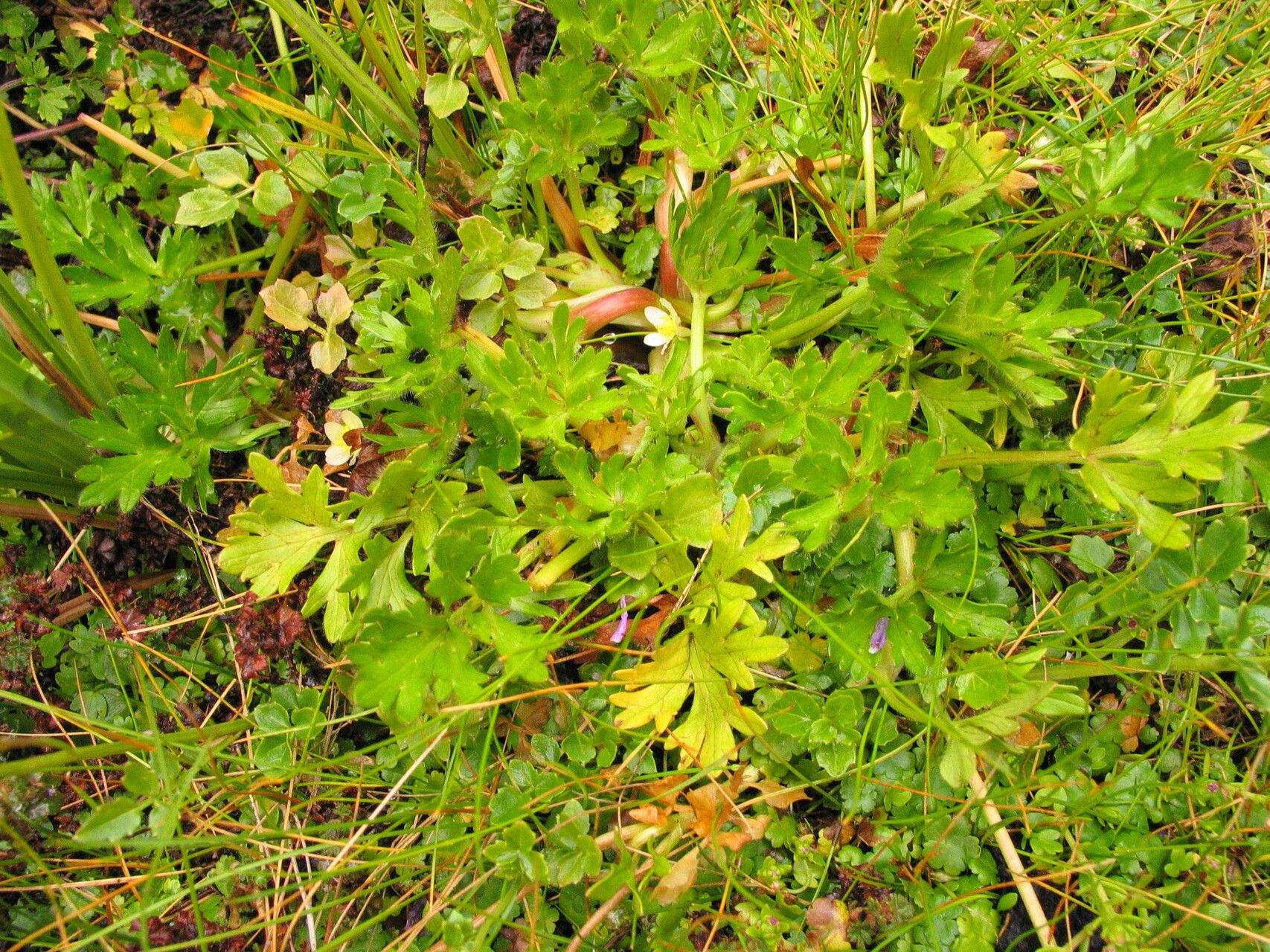 Ranunculus stagnalis habit