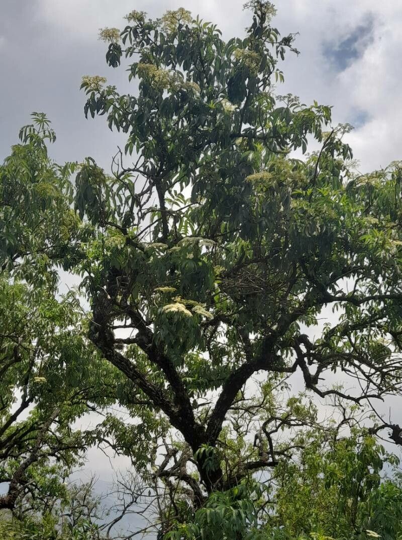 Sambucus peruviana habit