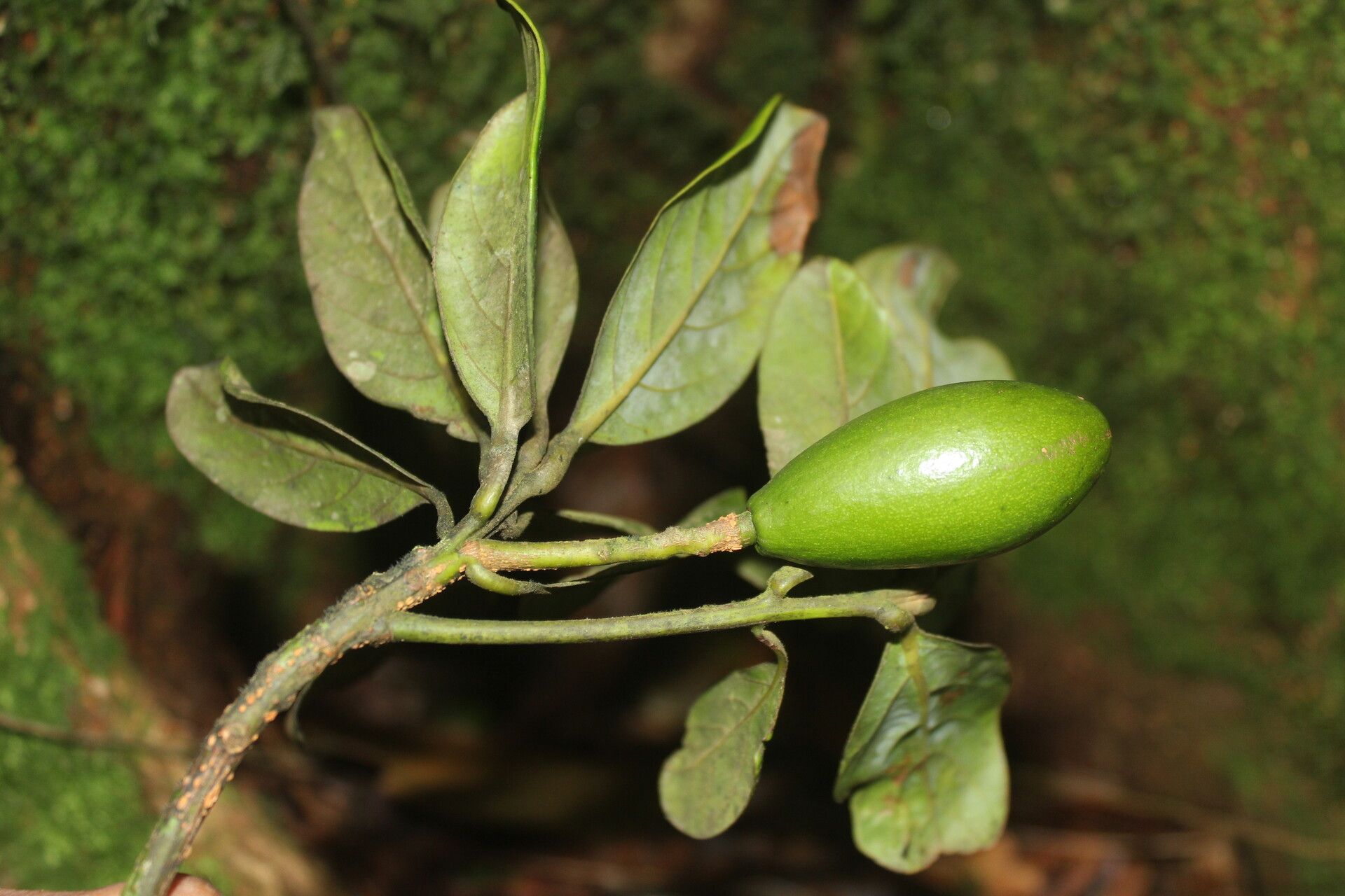 Beilschmiedia tilaranensis fruit