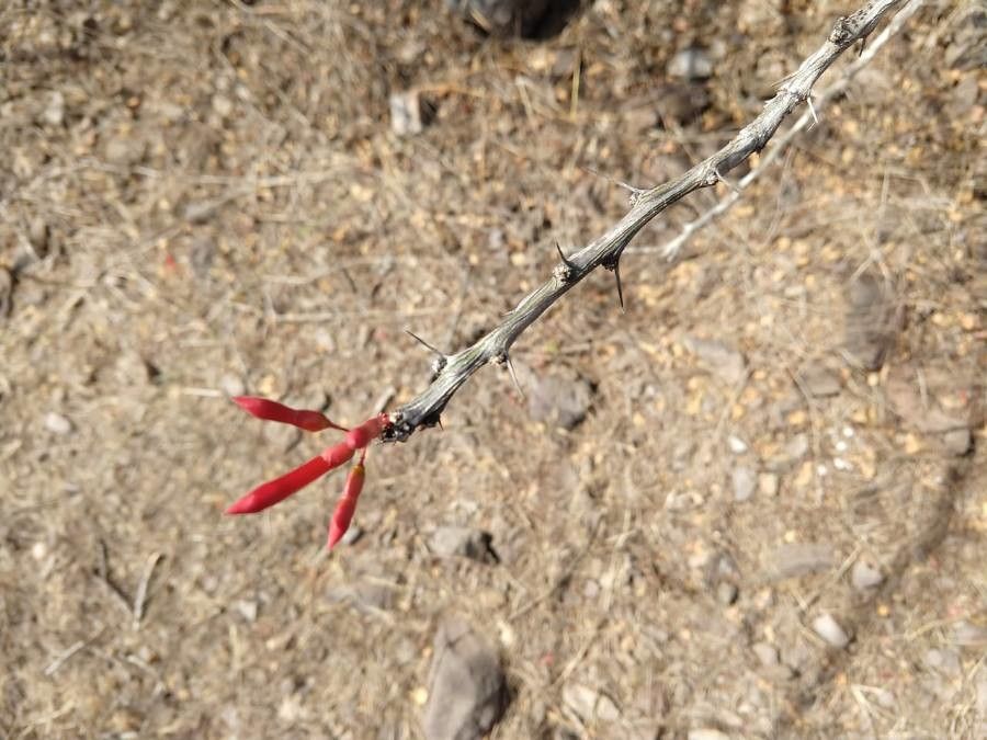 Fouquieria splendens fruit