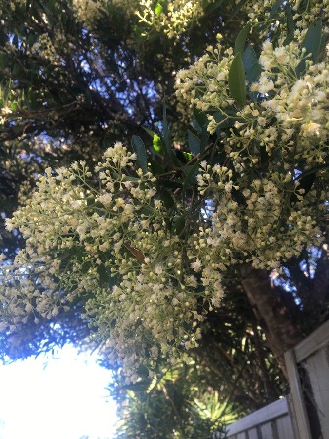 Pimenta racemosa flower