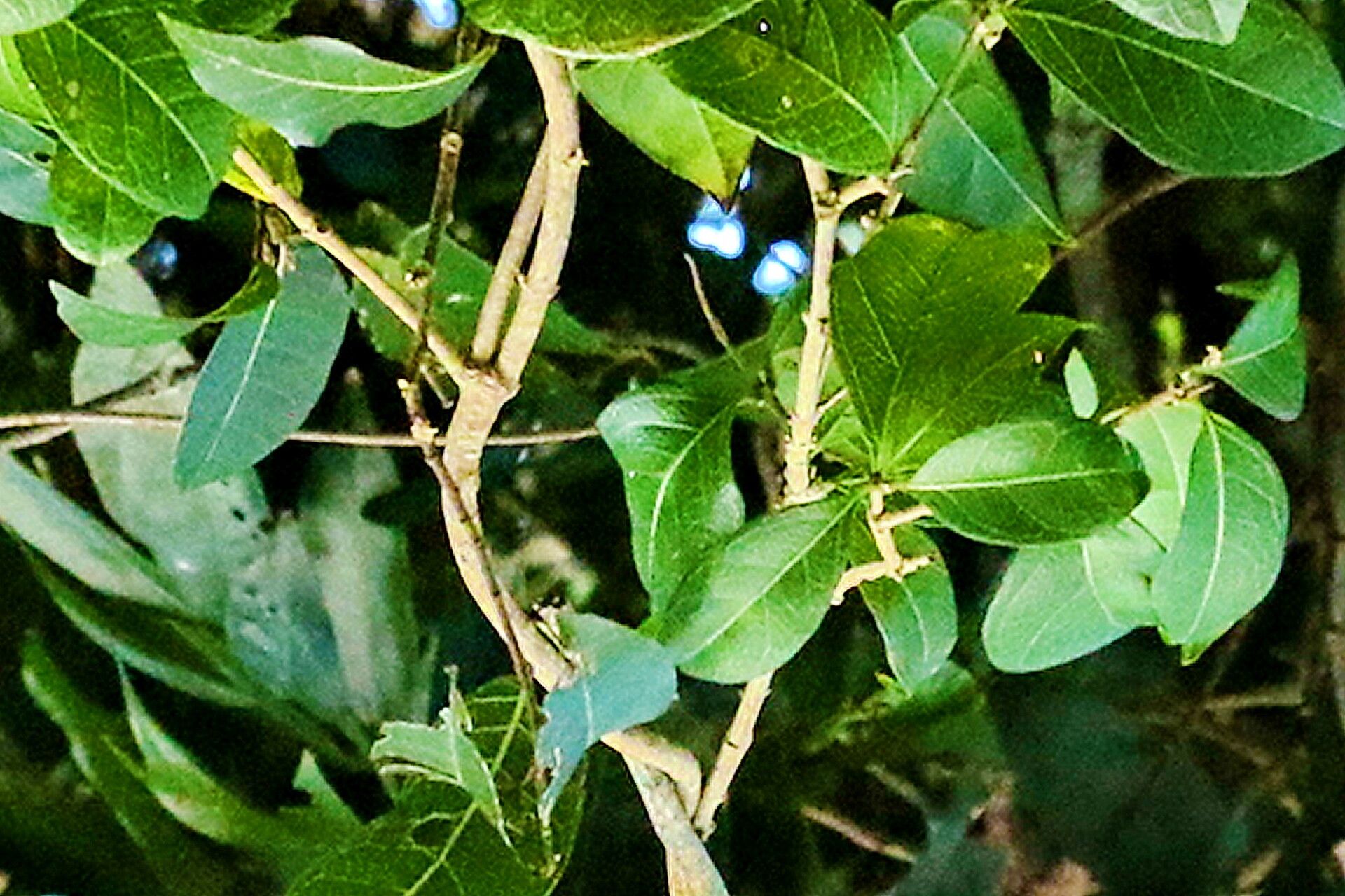 Gynochthodes canthoides — related species from the same genus