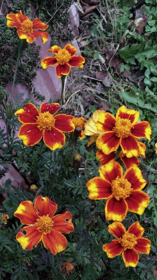 Tagetes patula flower