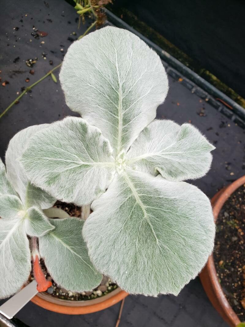 Sinningia leucotricha — search result for 'Gesneriaceae'