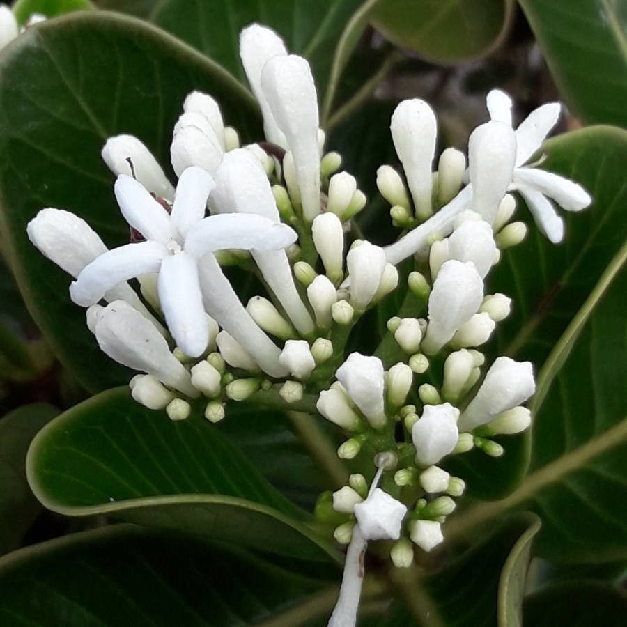 Psychotria calorhamnus — houseplant care guide