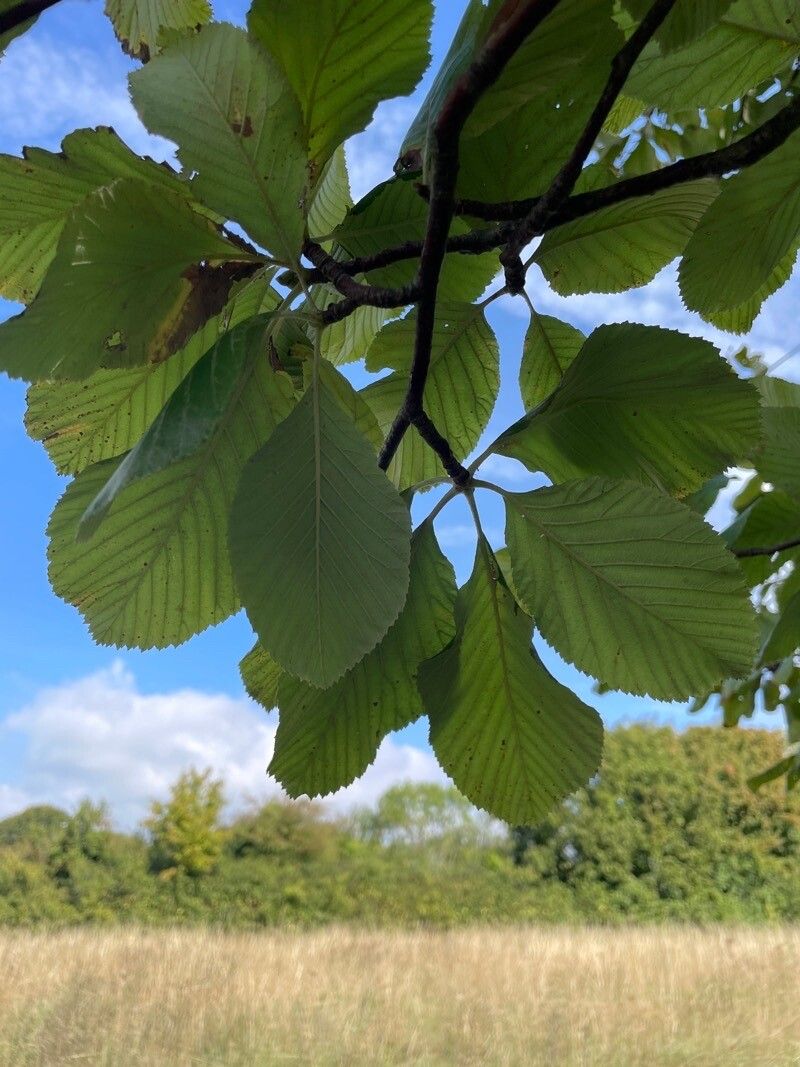 Sorbus aria leaf