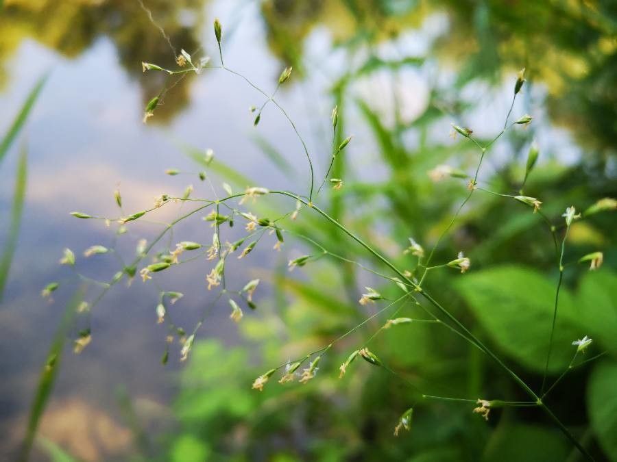 Poa palustris flower