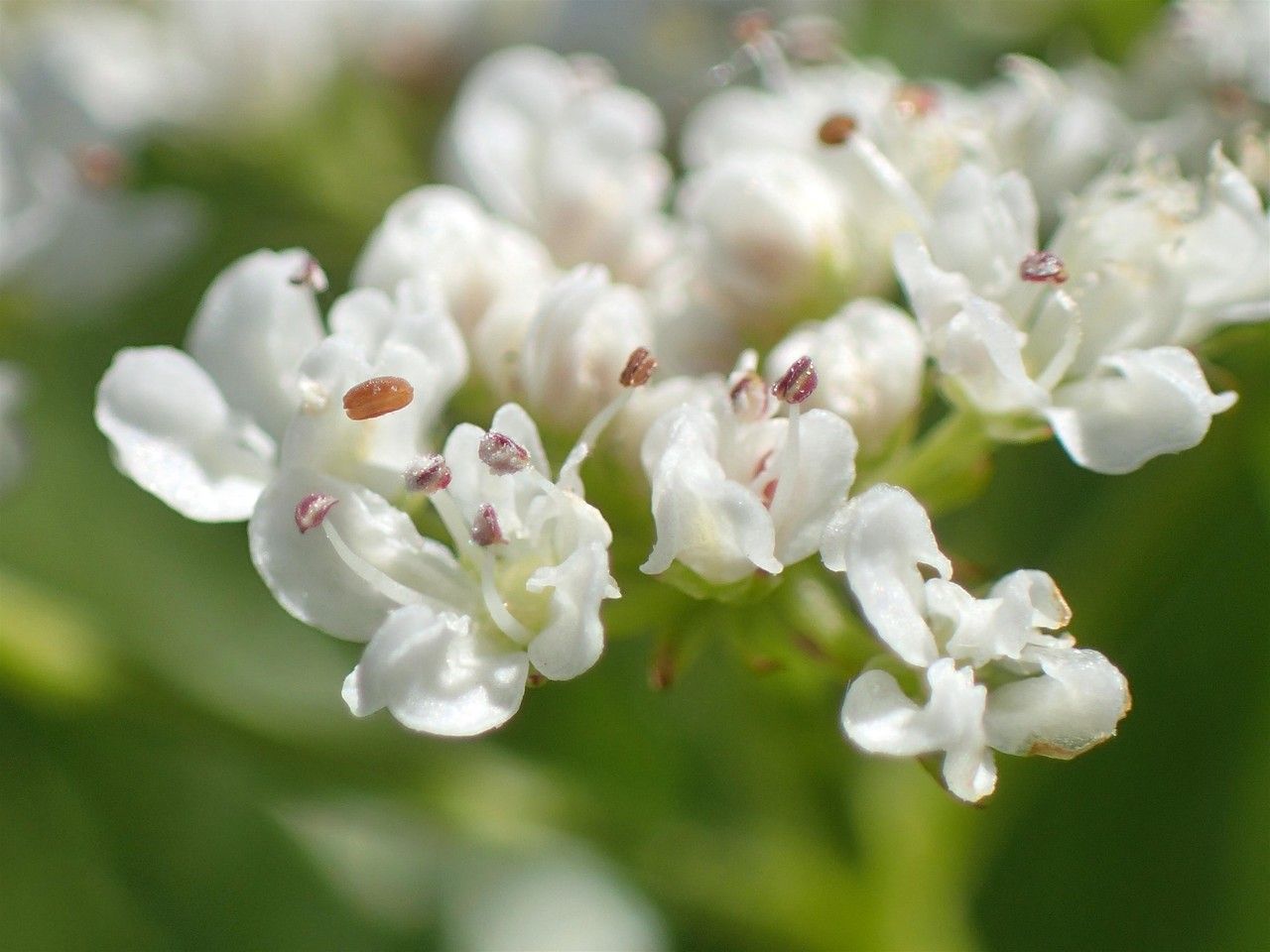 Oenanthe silaifolia flower
