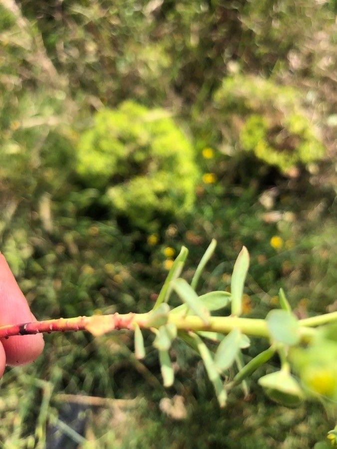 Euphorbia portlandica — search result for 'Portugal'