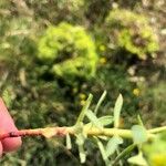 Euphorbia portlandica