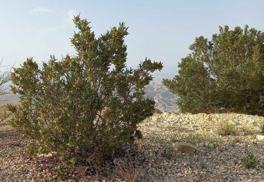 Zygophyllum megacarpum habit