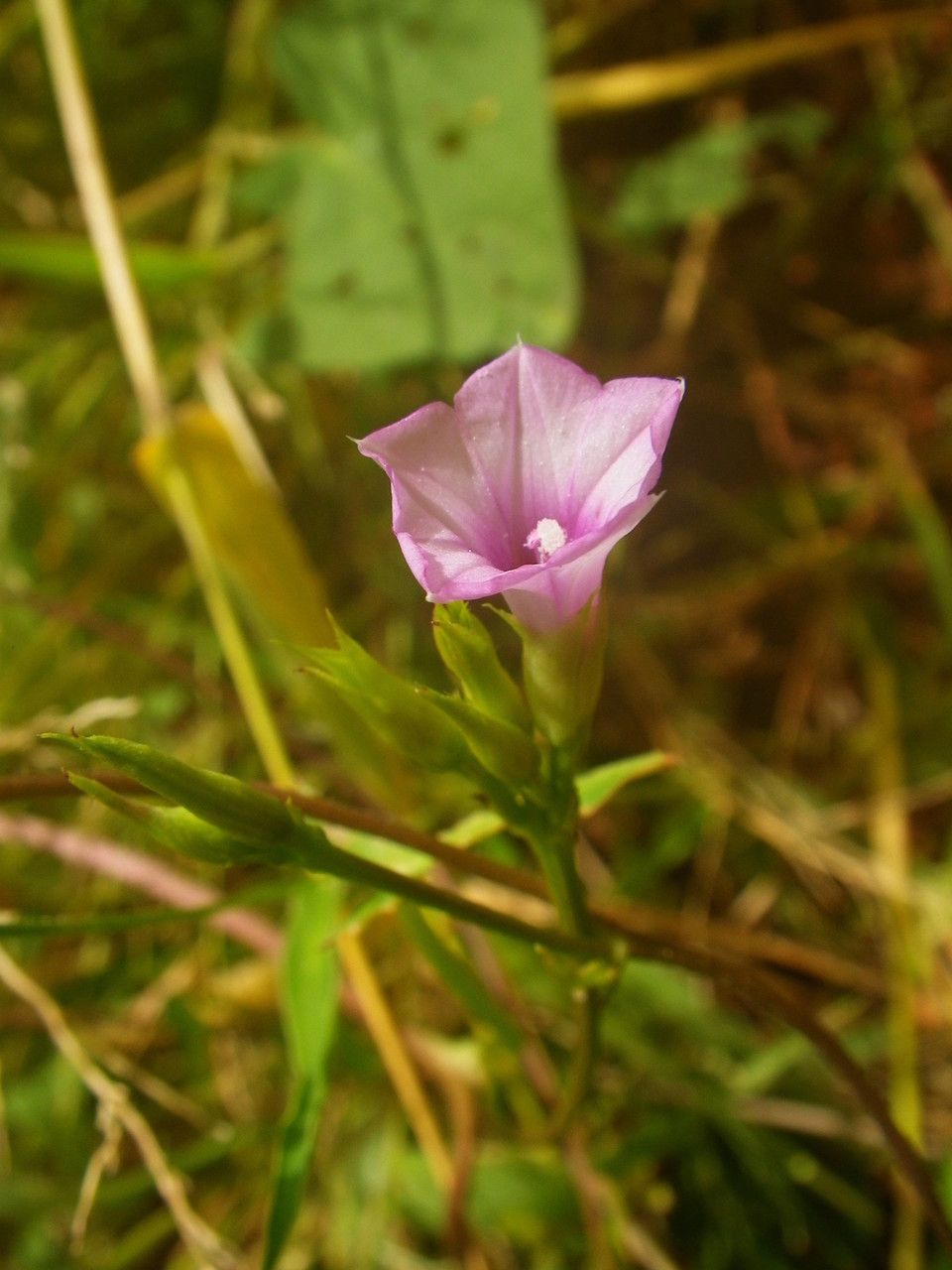 Ipomoea heterotricha flower