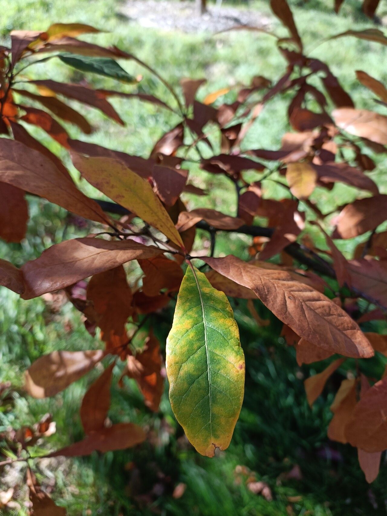 Quercus oglethorpensis — houseplant care guide