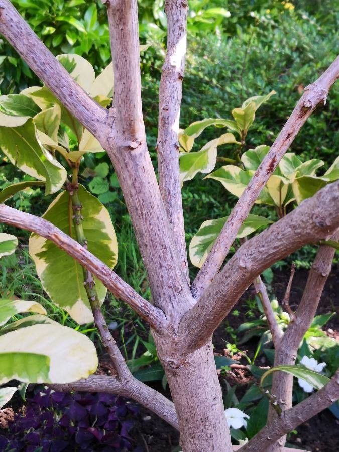 Pisonia umbellifera bark