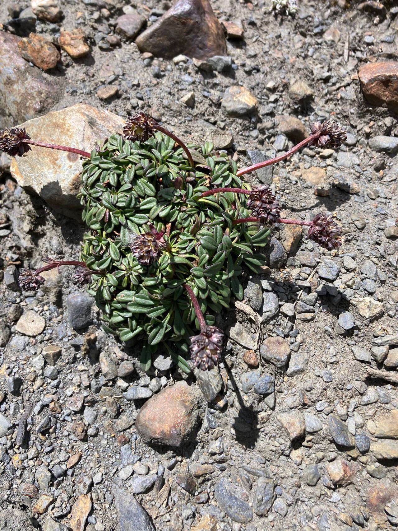 Valeriana globularis habit