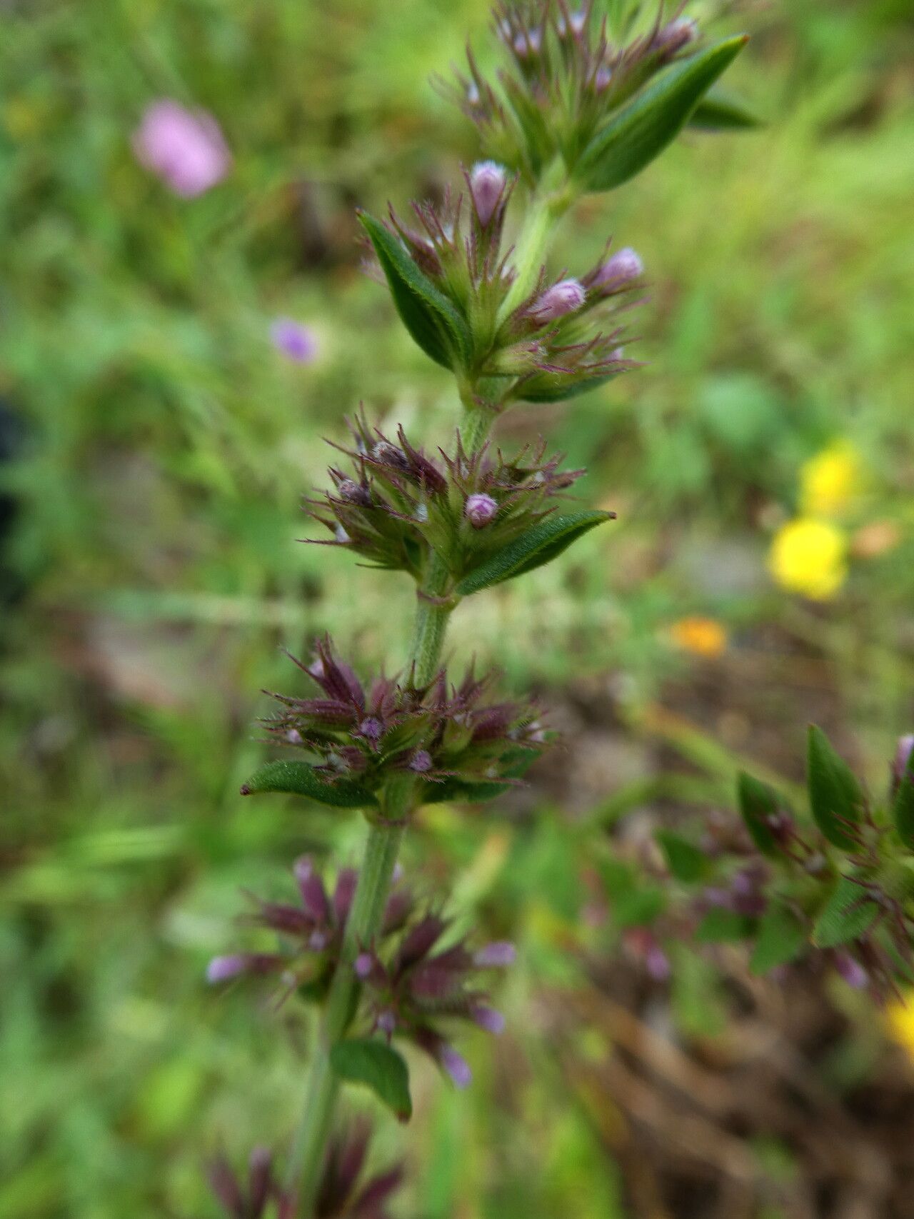 Micromeria graeca bark
