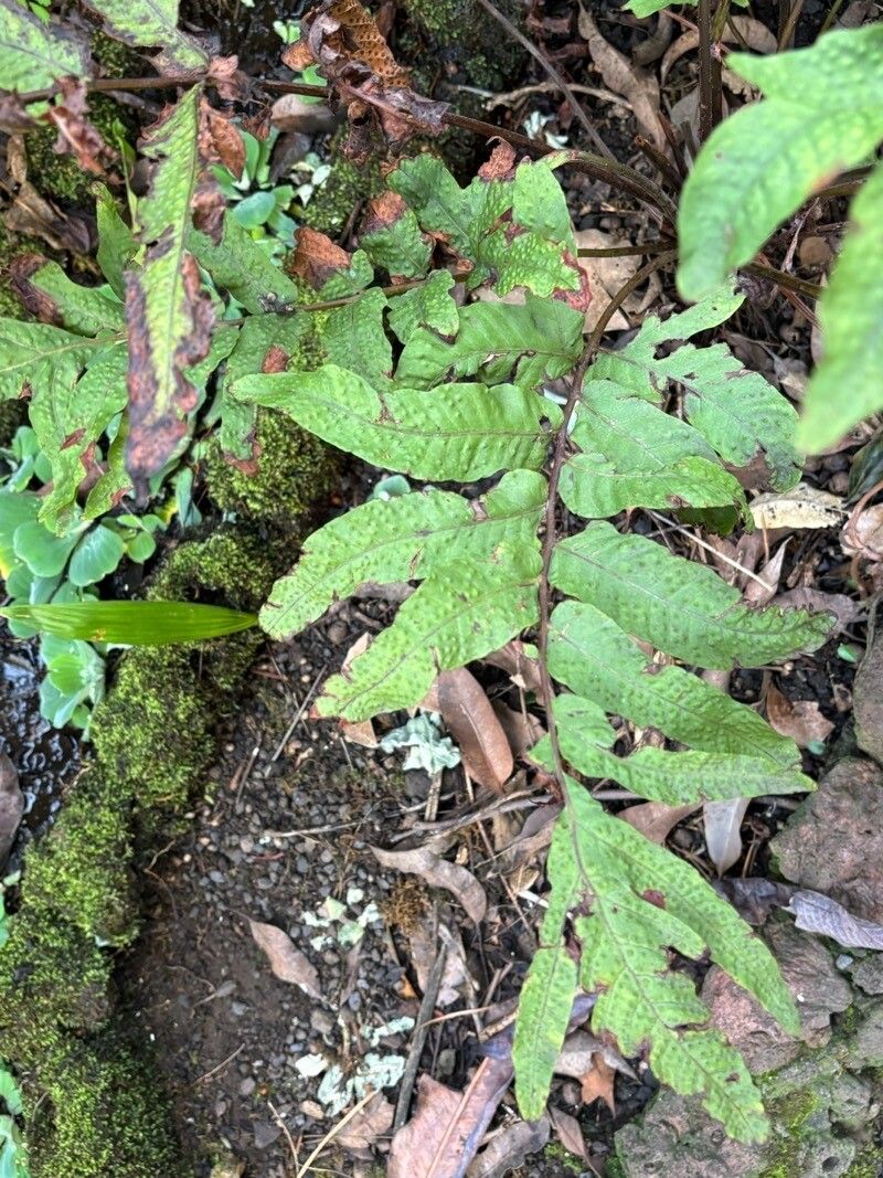 Tectaria incisa leaf