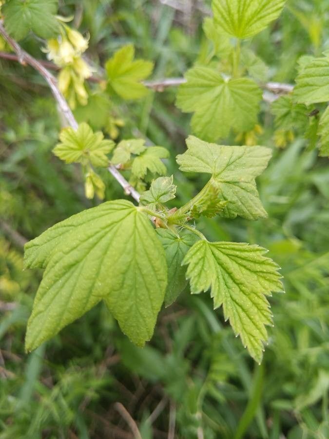 Ribes americanum