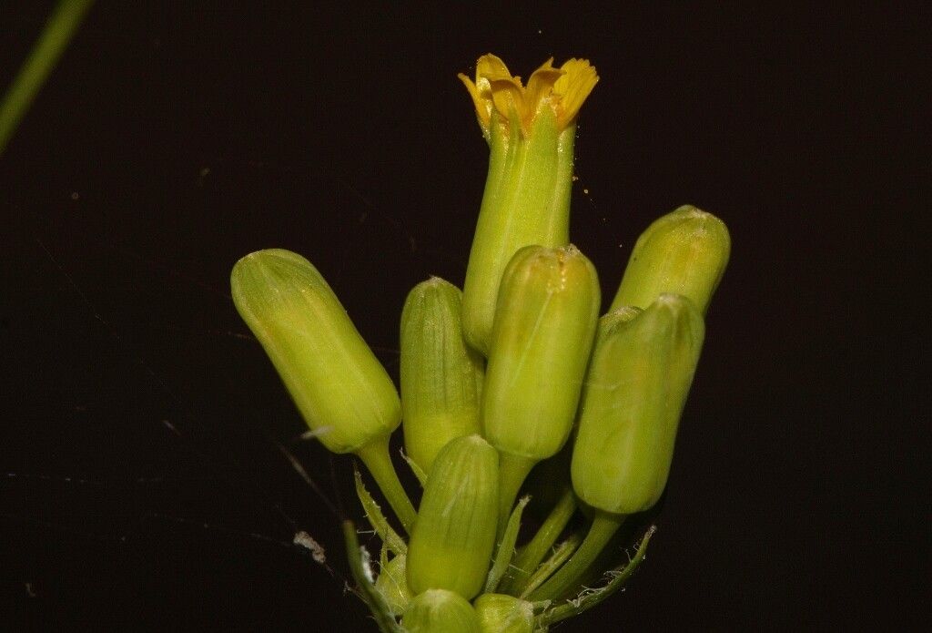 Emilia abyssinica flower