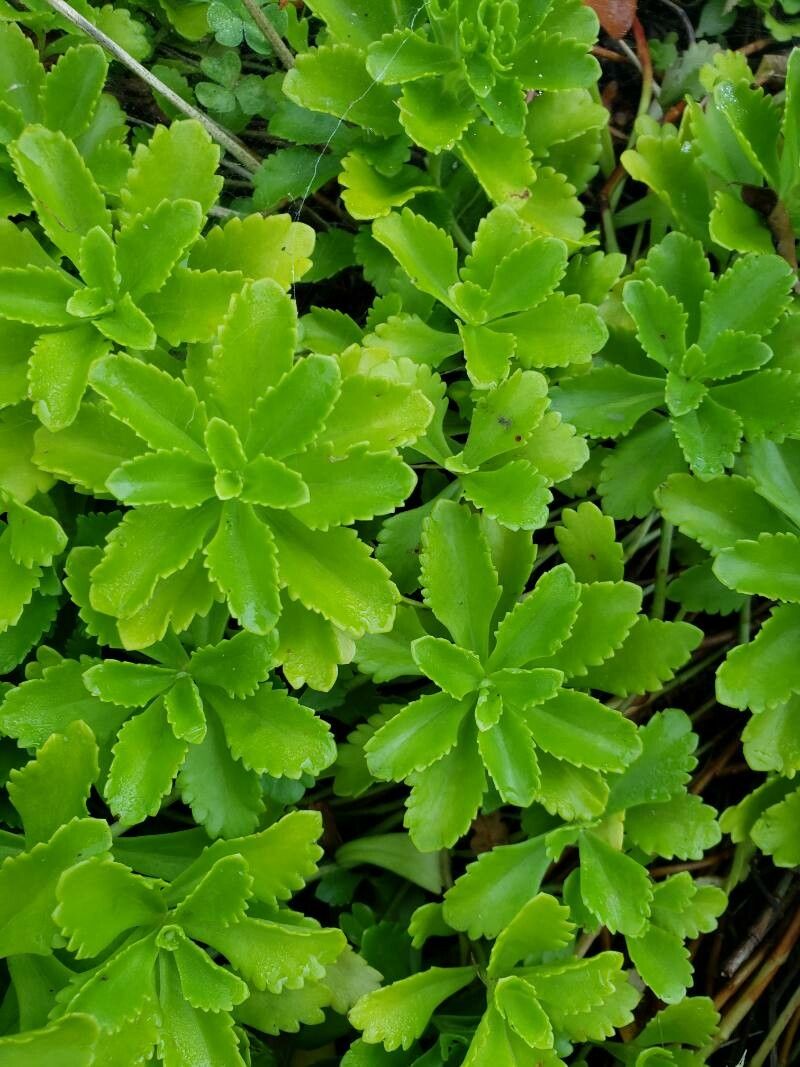 Sedum kamtschaticum — search result for 'Russia'