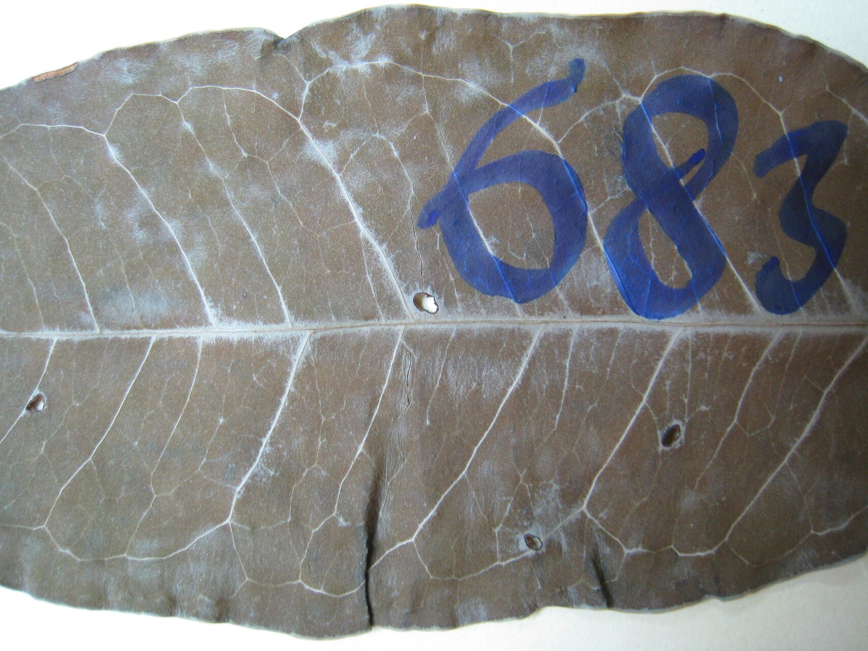 Eugenia moschata — houseplant care guide