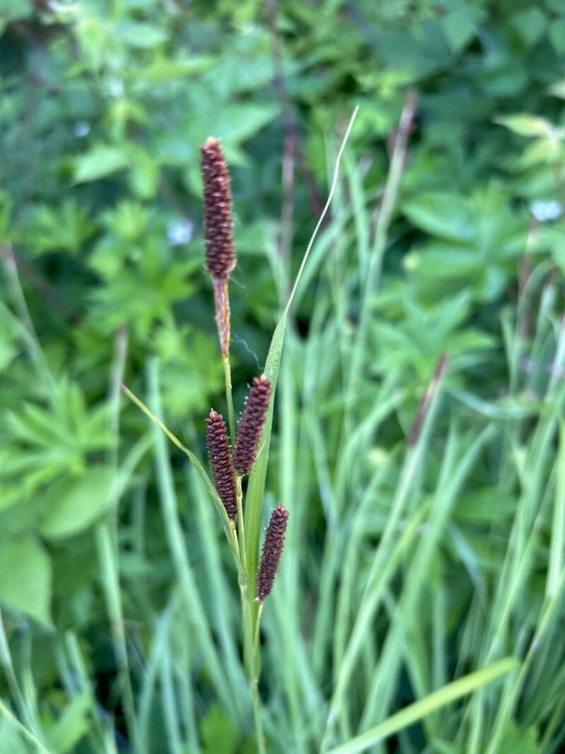 Carex shortiana — search result for 'Carex'