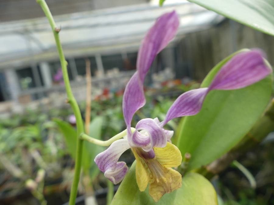 Dendrobium antennatum flower