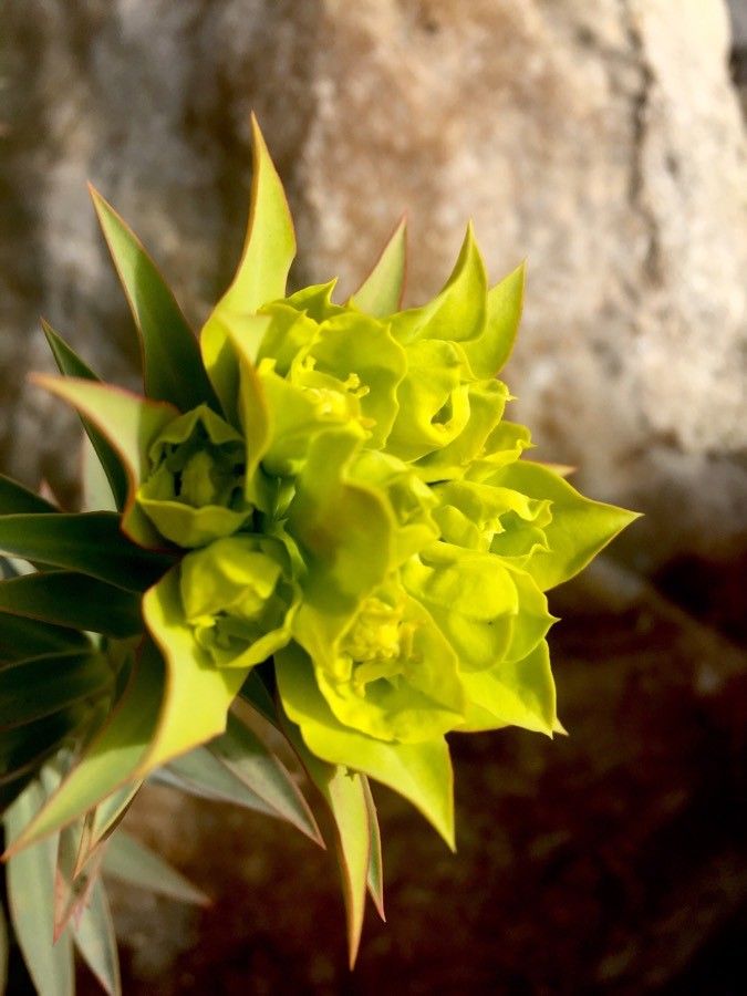 Euphorbia macroclada flower