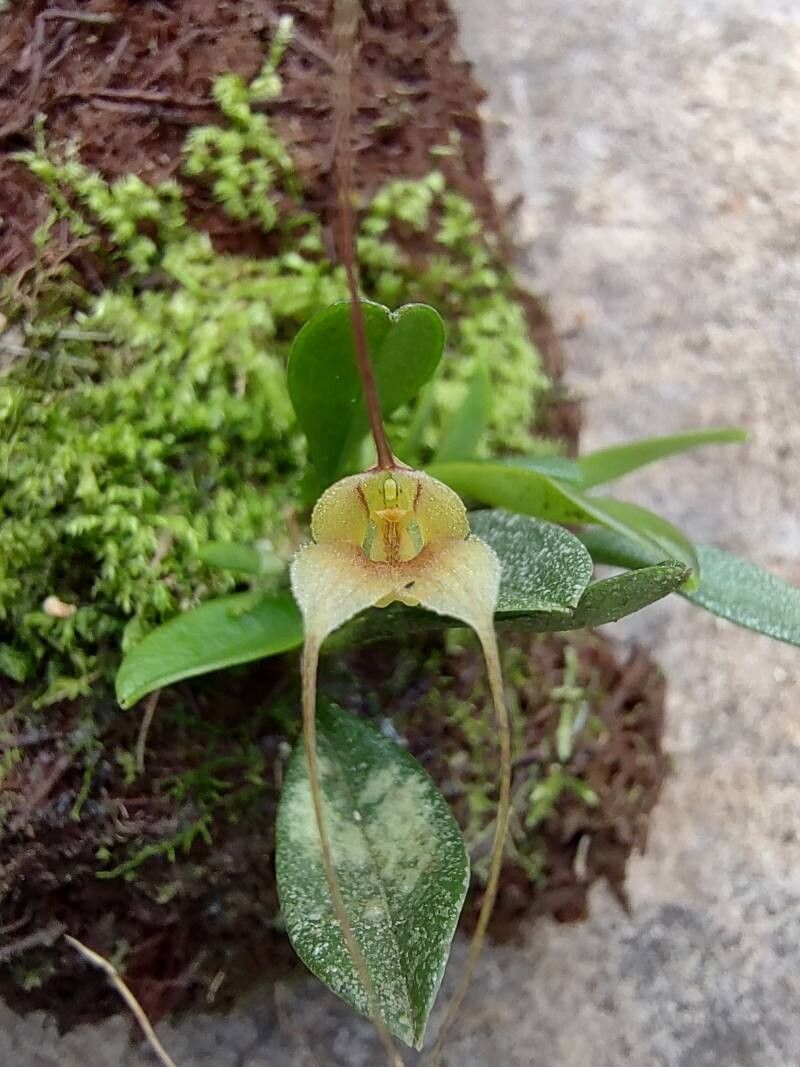 Masdevallia nidifica flower