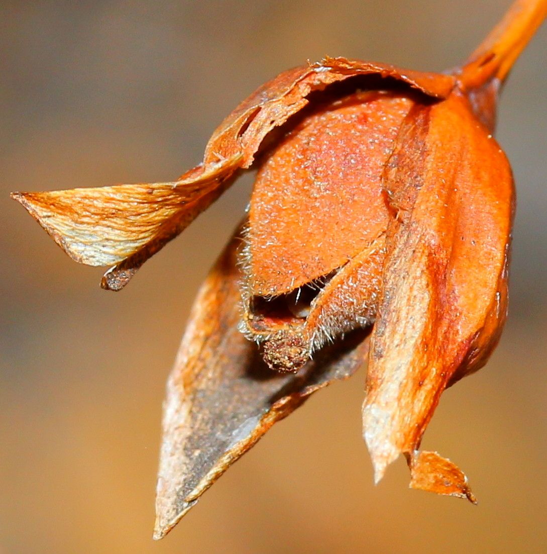 Diatelia tuberaria fruit
