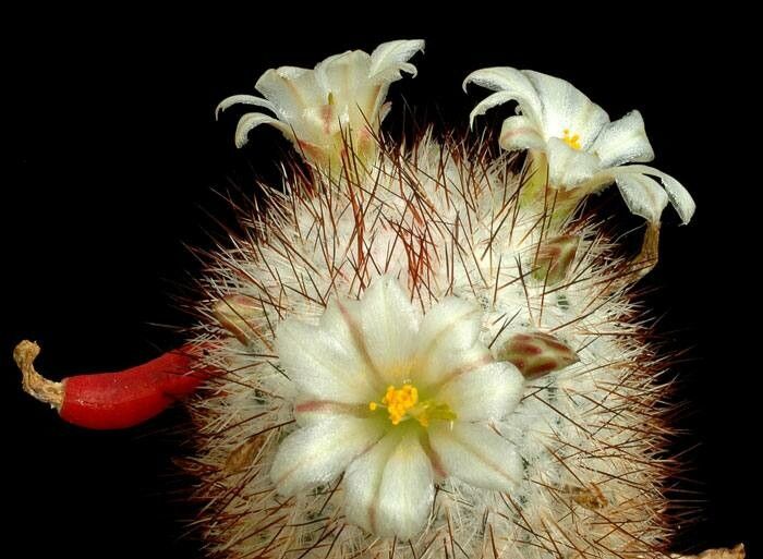 Cochemiea palmeri — houseplant care guide