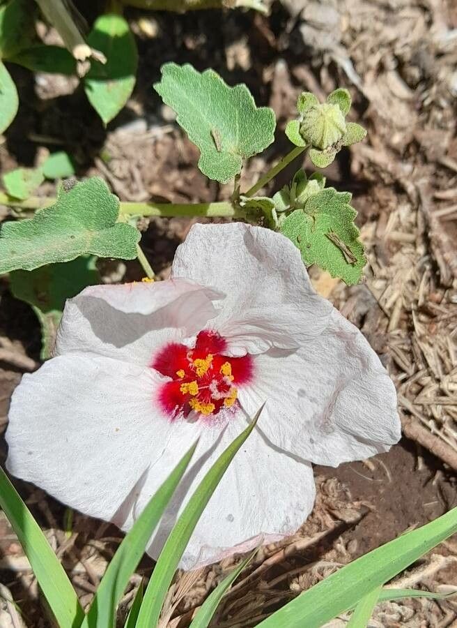 Pavonia cymbalaria flower