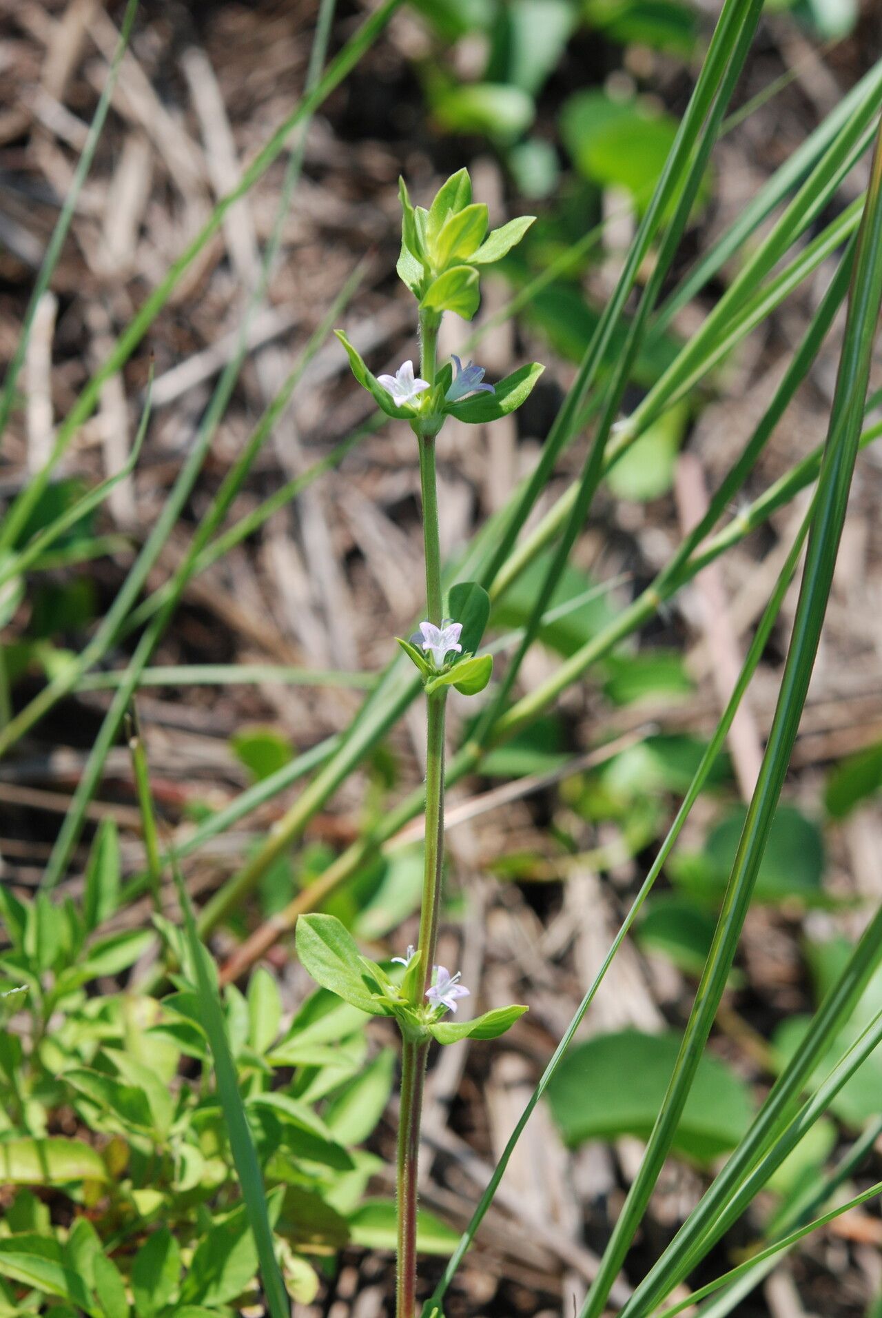 Spermacoce articularis habit