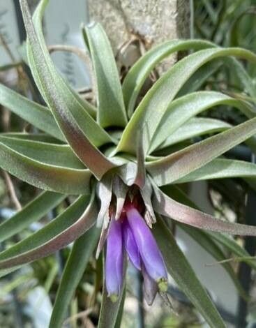 Tillandsia kammii — houseplant care guide