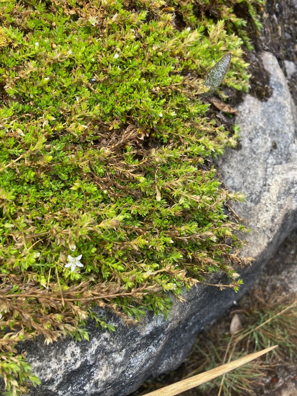 Arenaria digyna habit
