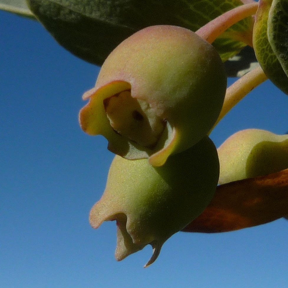 Vaccinium reticulatum fruit