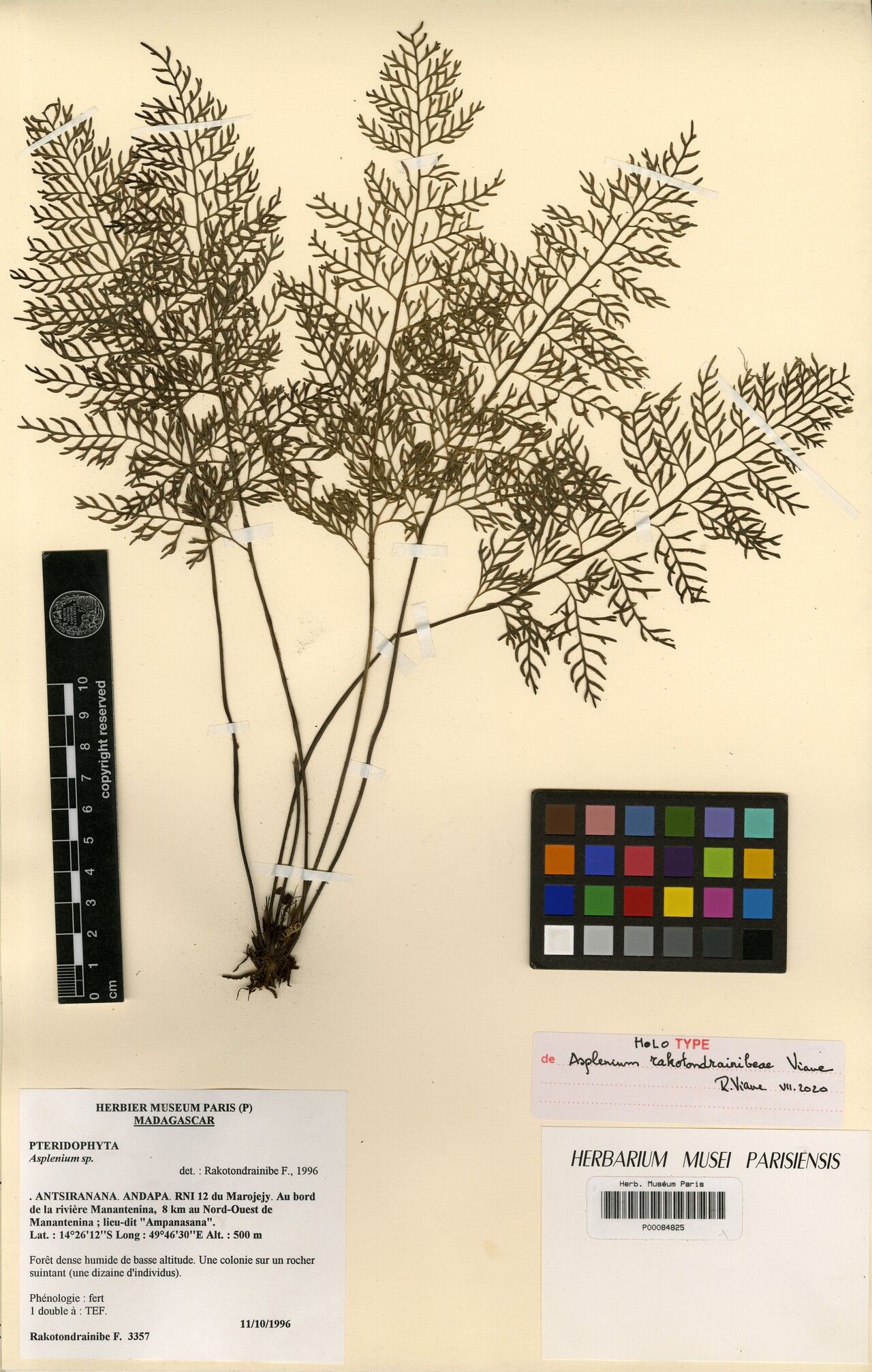 Asplenium rakotondrainibeae — houseplant care guide