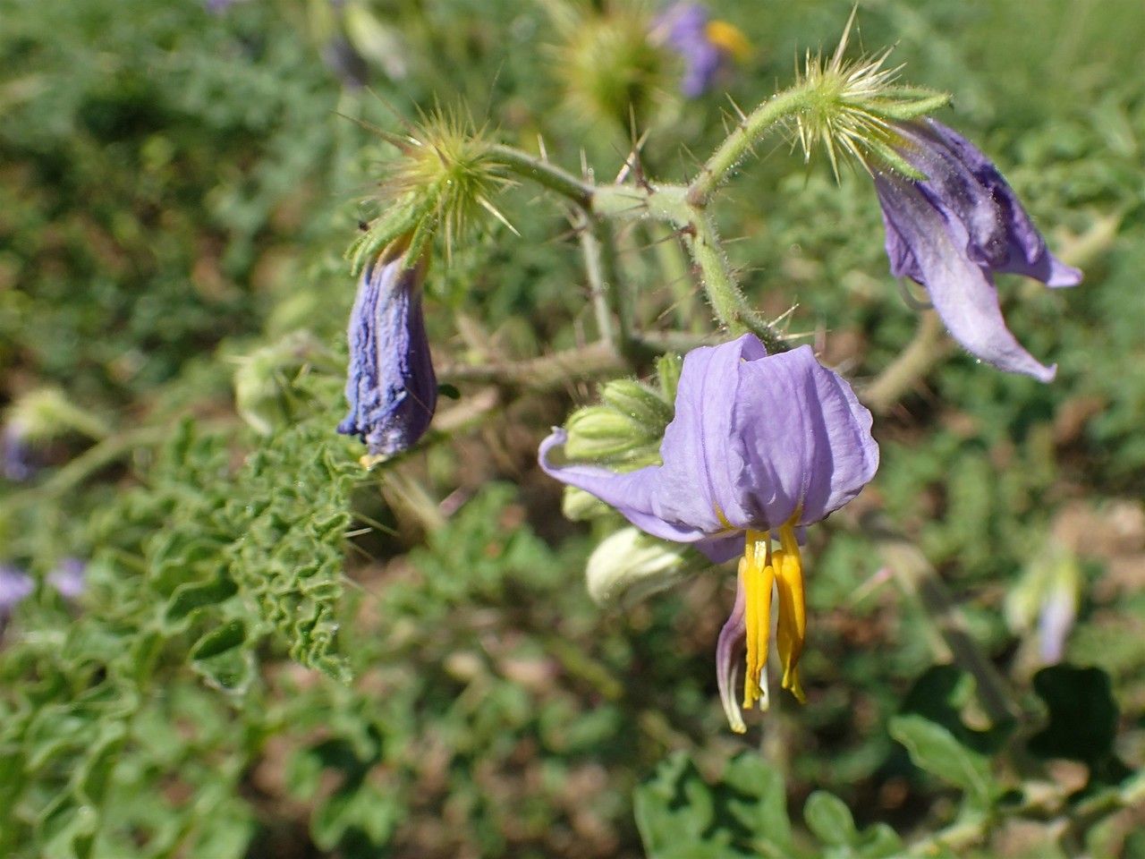 Solanum citrullifolium habit