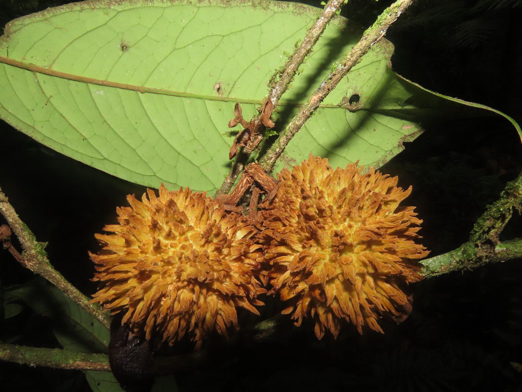 Eugenia magniflora fruit
