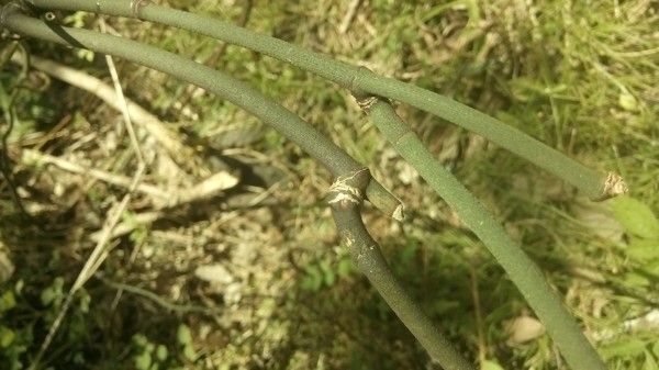 Geitonoplesium cymosum bark