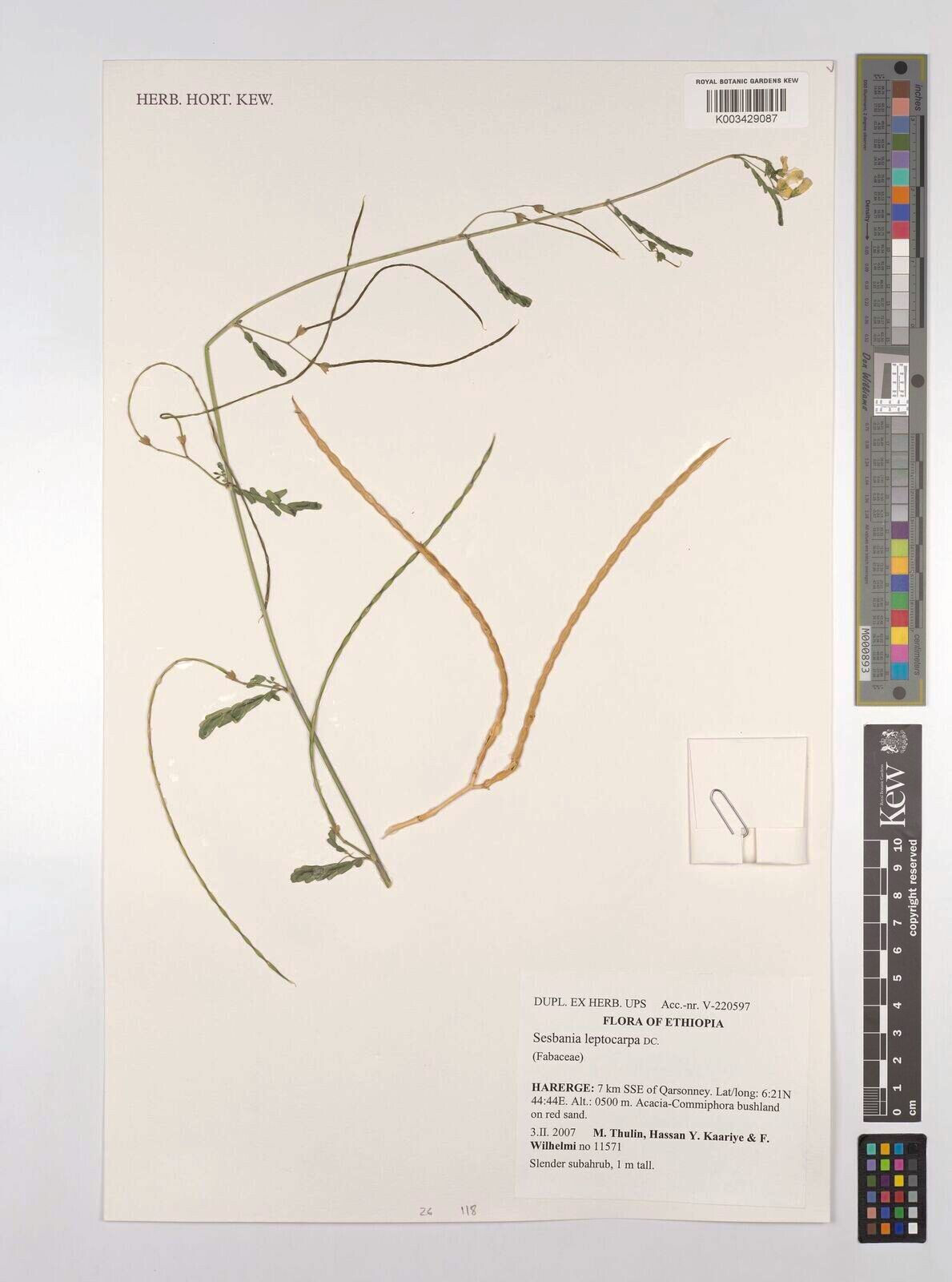 Sesbania leptocarpa — search result for 'Sesbania'