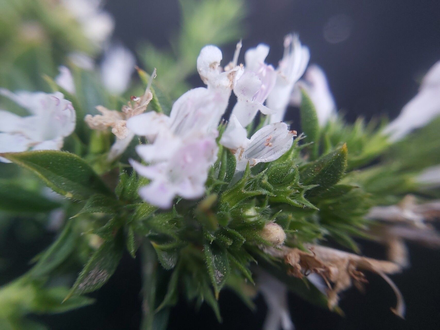 Satureja pilosa — search result for 'Satureja'