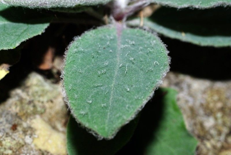 Hieracium stelligerum leaf