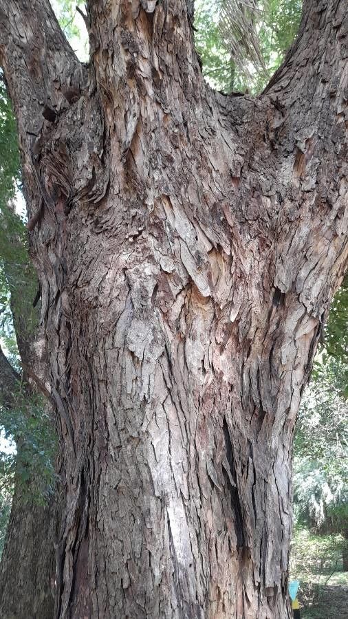 Parapiptadenia excelsa bark