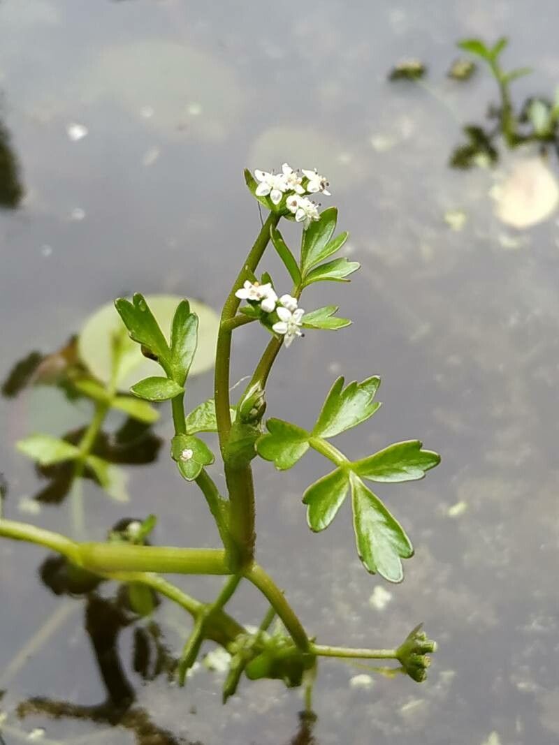 Helosciadium inundatum flower