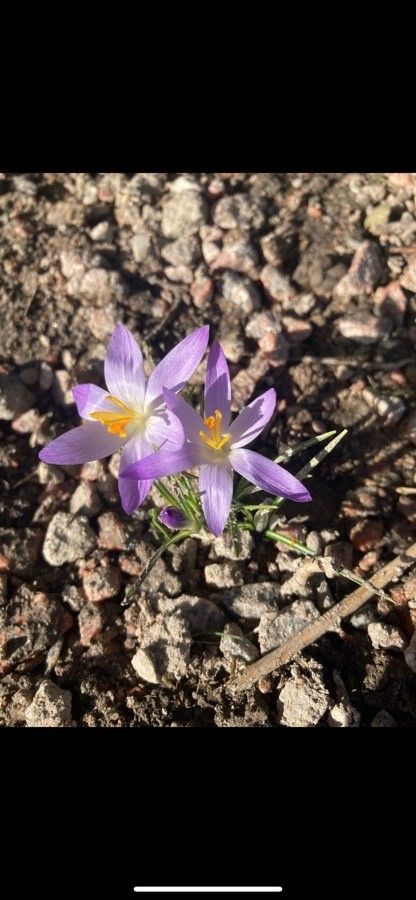 Crocus versicolor flower