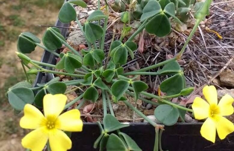 Oxalis magellanica habit