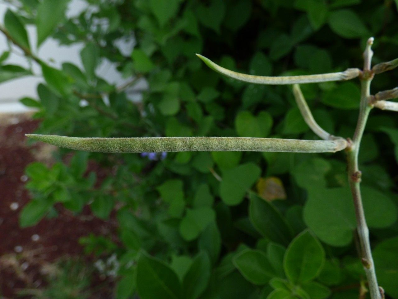 Macroptilium atropurpureum fruit