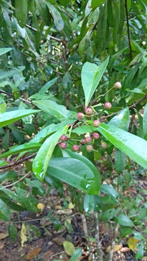 Ardisia revoluta fruit